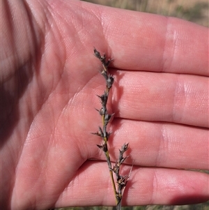 Lepidosperma laterale at Bungendore, NSW - suppressed