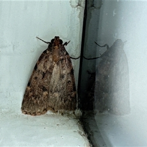 Epipaschiinae (subfamily) at Aranda, ACT - 14 Nov 2024