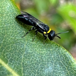 Hylaeus (Prosopisteron) primulipictus at Aranda, ACT - 14 Nov 2024 11:36 AM