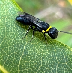 Hylaeus (Prosopisteron) primulipictus at Aranda, ACT - 14 Nov 2024 11:36 AM