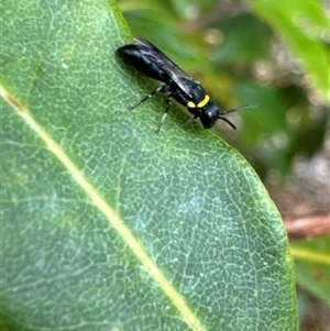 Hylaeus (Prosopisteron) primulipictus at Aranda, ACT - 14 Nov 2024 11:36 AM