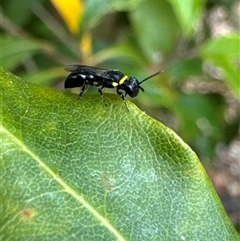 Hylaeus (Prosopisteron) primulipictus at Aranda, ACT - 14 Nov 2024 11:36 AM