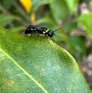 Hylaeus (Prosopisteron) primulipictus at Aranda, ACT - 14 Nov 2024 11:36 AM