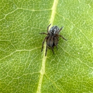 Badumna sp. (genus) at Aranda, ACT - 14 Nov 2024