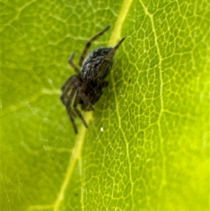 Badumna sp. (genus) at Aranda, ACT - 14 Nov 2024