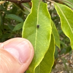 Badumna sp. (genus) at Aranda, ACT - 14 Nov 2024