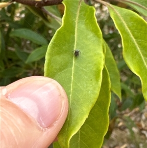 Badumna sp. (genus) at Aranda, ACT - 14 Nov 2024