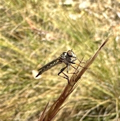 Cerdistus sp. (genus) (Slender Robber Fly) at Aranda, ACT - 14 Nov 2024 by Jubeyjubes