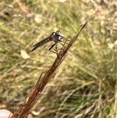 Cerdistus sp. (genus) at Aranda, ACT - 14 Nov 2024