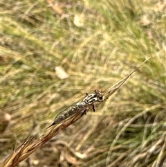 Cerdistus sp. (genus) at Aranda, ACT - 14 Nov 2024 02:50 PM