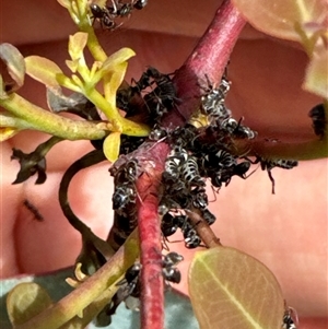 Iridomyrmex purpureus at Aranda, ACT - 14 Nov 2024