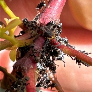 Iridomyrmex purpureus at Aranda, ACT - 14 Nov 2024