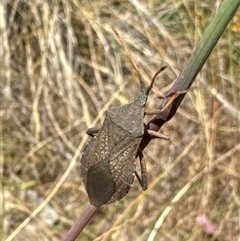 Amorbus sp. (genus) (Eucalyptus Tip bug) at Aranda, ACT - 14 Nov 2024 by Jubeyjubes