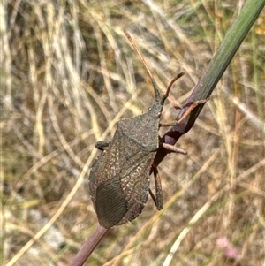 Amorbus sp. (genus) at Aranda, ACT - 14 Nov 2024