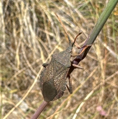 Amorbus (genus) (Eucalyptus Tip bug) at Aranda, ACT - 14 Nov 2024 by Jubeyjubes