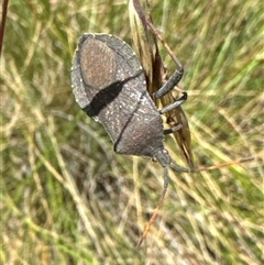 Amorbus sp. (genus) at Aranda, ACT - 14 Nov 2024