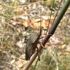 Amorbus sp. (genus) at Aranda, ACT - 14 Nov 2024