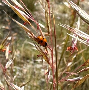 Hippodamia variegata at Aranda, ACT - 14 Nov 2024