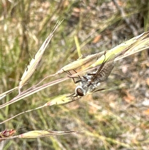 Tabanidae (family) at Aranda, ACT - 14 Nov 2024