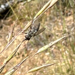 Tabanidae (family) at Aranda, ACT - 14 Nov 2024