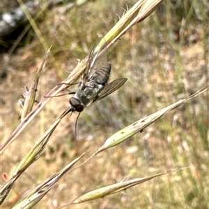 Tabanidae (family) at Aranda, ACT - 14 Nov 2024 02:25 PM