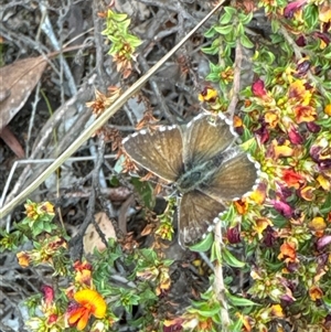 Neolucia agricola (Fringed Heath-blue) at Aranda, ACT by Jubeyjubes