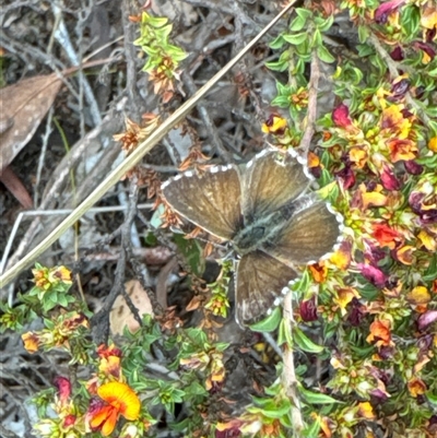 Neolucia agricola (Fringed Heath-blue) at Aranda, ACT - 14 Nov 2024 by Jubeyjubes