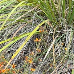 Neolucia agricola at Aranda, ACT - 14 Nov 2024