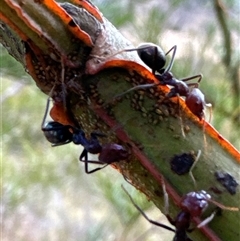 Iridomyrmex purpureus (Meat Ant) at Aranda, ACT - 14 Nov 2024 by Jubeyjubes