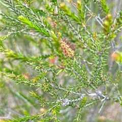 Melaleuca parvistaminea (Small-flowered Honey-myrtle) at Aranda, ACT - 14 Nov 2024 by Jubeyjubes