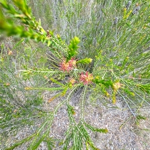 Melaleuca parvistaminea at Aranda, ACT - 14 Nov 2024 02:05 PM