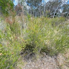 Melaleuca parvistaminea at Aranda, ACT - 14 Nov 2024 02:05 PM