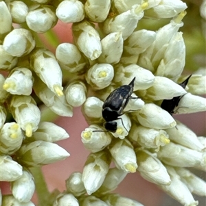 Mordellidae (family) at Aranda, ACT - 14 Nov 2024 02:06 PM