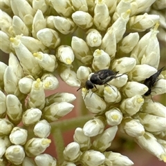 Mordellidae (family) at Aranda, ACT - 14 Nov 2024 02:06 PM