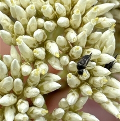 Mordellidae (family) at Aranda, ACT - 14 Nov 2024