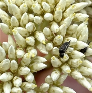 Mordellidae (family) at Aranda, ACT - 14 Nov 2024 02:06 PM