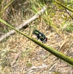 Calyptrate (subsection) (Unidentified house-flies, blow-flies and their allies) at Aranda, ACT - 14 Nov 2024 by Jubeyjubes