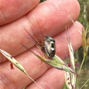 Menida plebeia at Aranda, ACT - 14 Nov 2024 01:53 PM