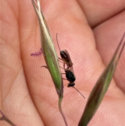 Ichneumonoidea (Superfamily) (A species of parasitic wasp) at Aranda, ACT - 14 Nov 2024 by Jubeyjubes