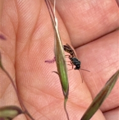 Ichneumonoidea (Superfamily) at Aranda, ACT - 14 Nov 2024 01:53 PM