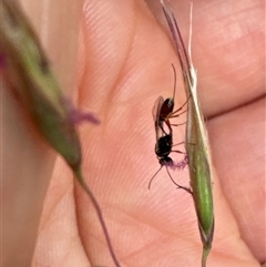 Ichneumonoidea (Superfamily) at Aranda, ACT - 14 Nov 2024 01:53 PM