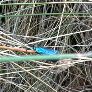 Pollanisus (genus) at Aranda, ACT - 14 Nov 2024