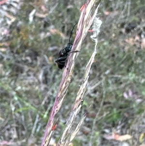 Homotrysis cisteloides at Aranda, ACT - 14 Nov 2024 01:47 PM