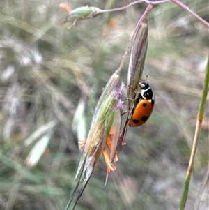 Hippodamia variegata at Aranda, ACT - 14 Nov 2024