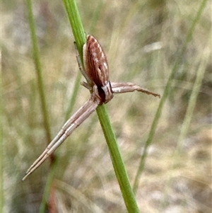 Thomisidae (family) at Aranda, ACT - 14 Nov 2024