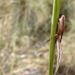 Thomisidae (family) at Aranda, ACT - 14 Nov 2024