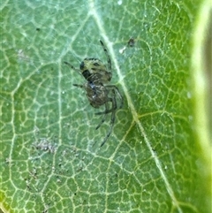 Unidentified Spider (Araneae) at Aranda, ACT - 14 Nov 2024 by Jubeyjubes