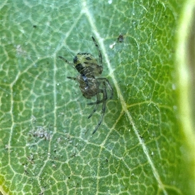 Unverified Spider (Araneae) at Aranda, ACT - 14 Nov 2024 by Jubeyjubes