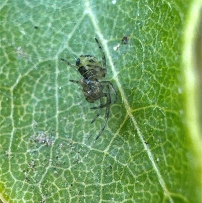 Unidentified Spider (Araneae) at Aranda, ACT - 14 Nov 2024 by Jubeyjubes