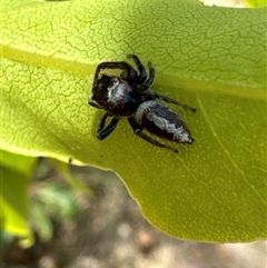 Opisthoncus sp. (genus) (Unidentified Opisthoncus jumping spider) at Aranda, ACT - 14 Nov 2024 by Jubeyjubes